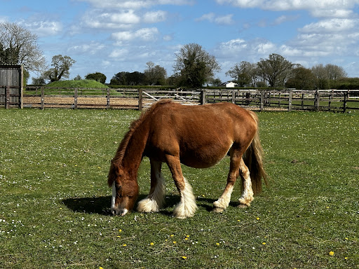 World Horse Welfare Hall Farm - Thumbnail