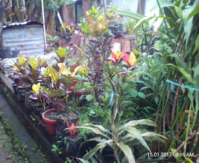 Photos of Green House "Tanaman Puringku" [Rumah Tinggal]