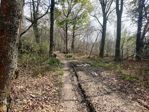Boucle du Sentier forestier du Laring - Thumbnail