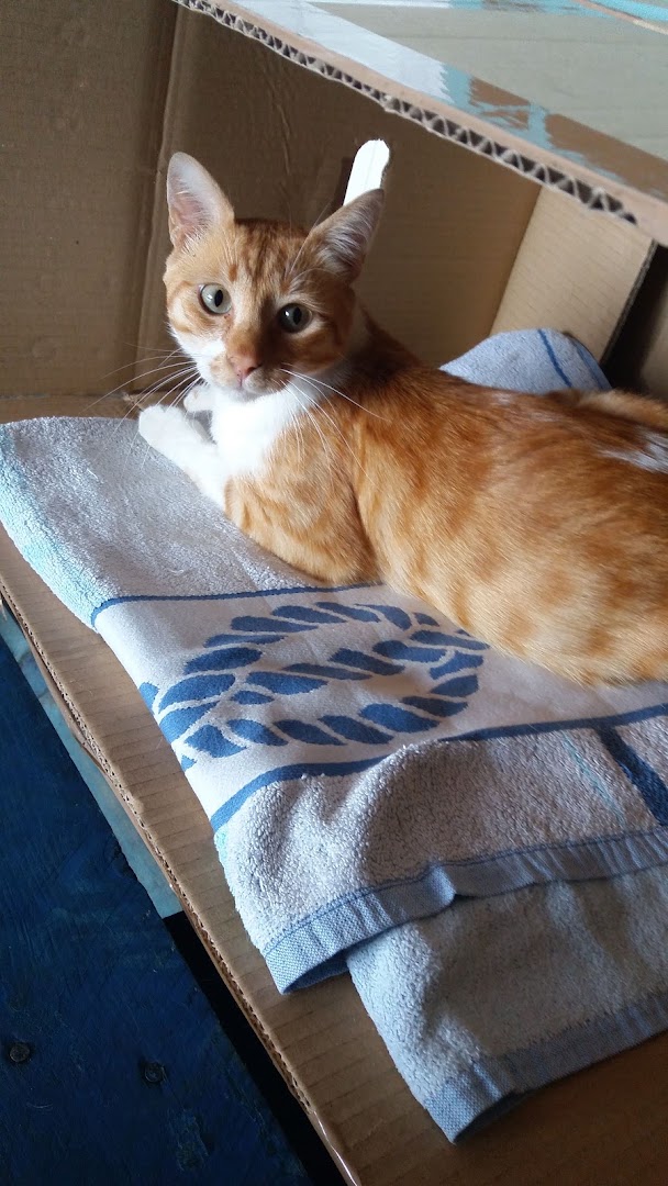 Consulta veterinaria Sanavet