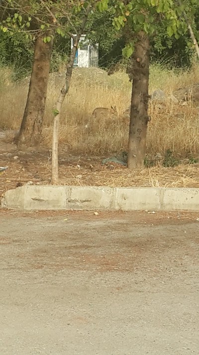 Photos of Derakhti Park
