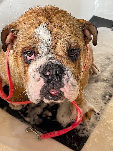 South Bark Dog Wash and Retail Store - Thumbnail