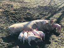 La Ferme d'Alice à Laviron