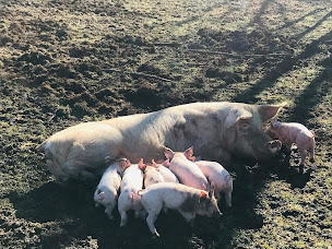 Photo n°1 de La Ferme d'Alice à Laviron (Magasin de produits de la ferme)