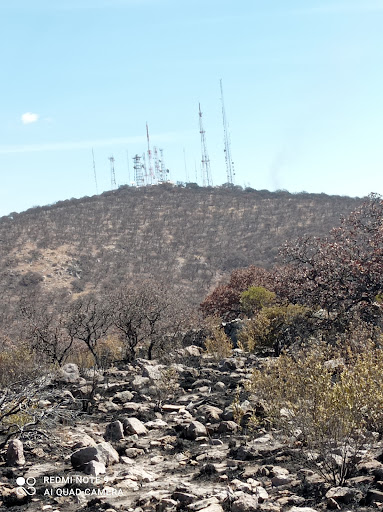 El roble, cerro de los gallos - Thumbnail