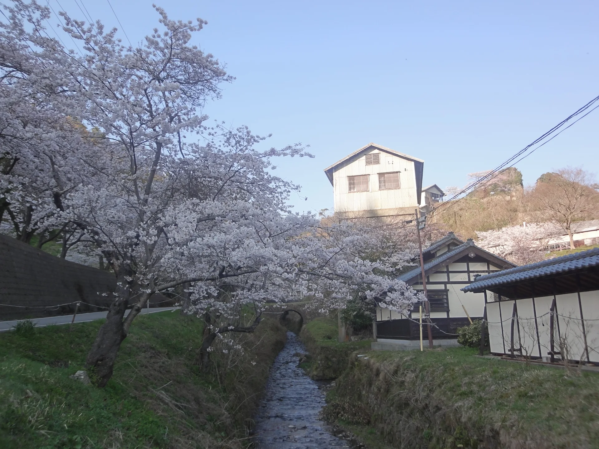 shizenshinyuu