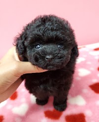 プードル&ヨークシャテリア専門ブリーダー Wonderful Rizu ワンダフル リズ