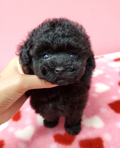 プードル&ヨークシャテリア専門ブリーダー Wonderful Rizu ワンダフル リズ