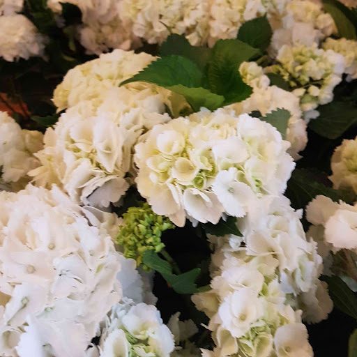 Fiori e piante Di Intermaggio Antonino - Thumbnail