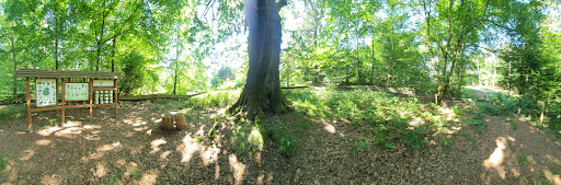 Viehstandseiche - Thumbnail