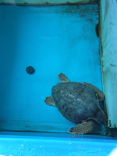Hôpital des tortues Gallery - Italy