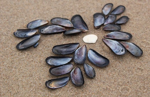 Supervision & Paartherapie - Nitz-Roelofsen