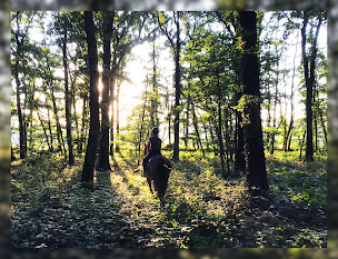 Photo n°3 de Haras TEK à Vic-sous-Thil (Éleveur de chevaux)