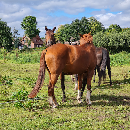 Pferde- und Ponyhof Schütte - Thumbnail