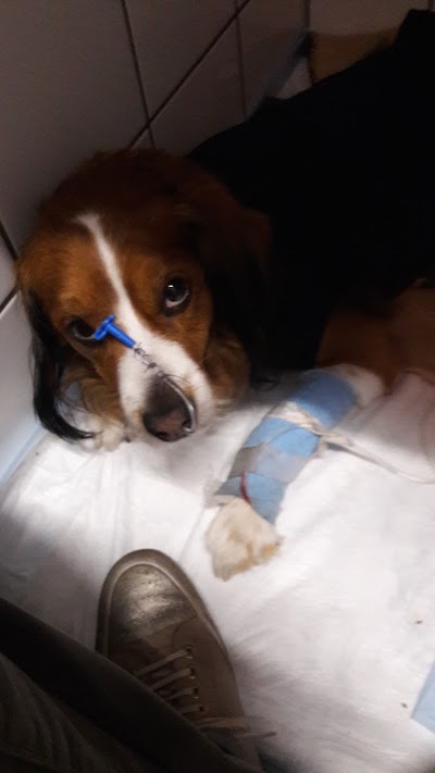 veterinary-care