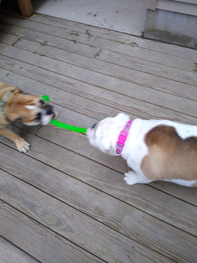 Sudol's Boarding & Grooming - Thumbnail