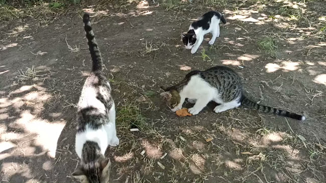 http://www.yucelturkuazpark.com/