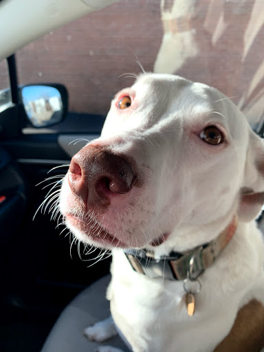 Millis Animal Hospital - Thumbnail
