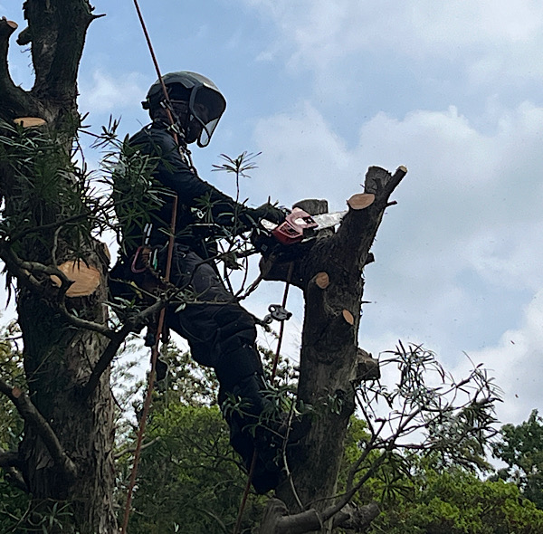 kumaアーボリストガーデン