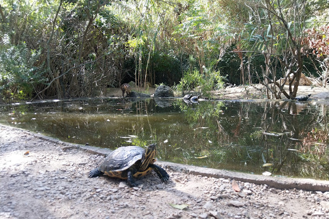 Visit Butterfly Park Empuriabrava On Your Trip To Castello D