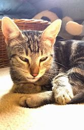 Photo n°14 de Association 100 Toits - Protection Animale à Cucuron (Service d'adoption d'animaux de compagnie)