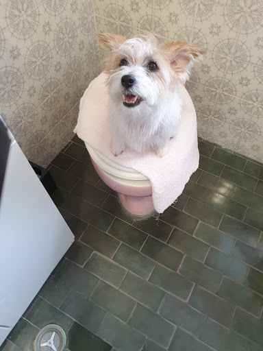 Ambulatorio Veterinario Dr.BocchiniVittorio - Thumbnail