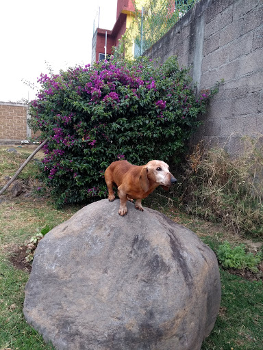 VETERINARIA MICHIGAN (veterinario y estética canina)