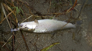 Photo n°15 de Salavin Sébastien Moniteur Guide de Pêche à Colombières-sur-Orb (Club de pêche)