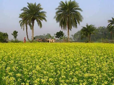 Photos of Mohammed's house