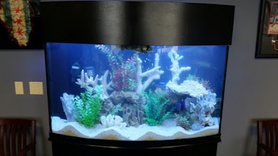 Dutch Family Reef: Aquarium Maintenance and Design