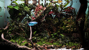 Photo n°9 de CréAquarium à Garéoult (Service de plantes d'intérieur)