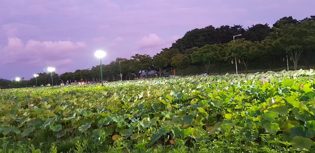 Anapji Pond