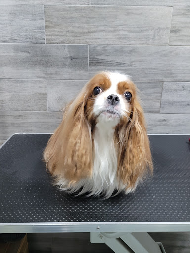 Tuttincoda - Toelettatura, Dog spa, Cibo e Accessori per cani e gatti, Crocchette cani e gatti, Grain free, prodotti BARF - Thumbnail