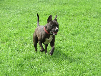 Photos of Hill Top Kennels