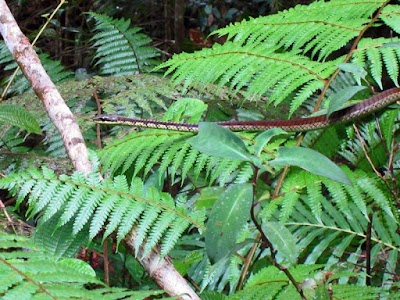 Photos of Ranvilla wild cabin in paradise jungle mist