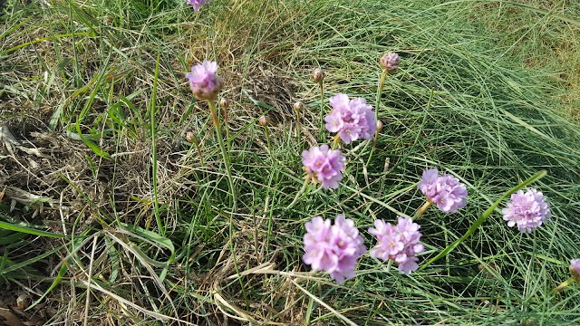 Crique de la Roche Pelée - Dinard