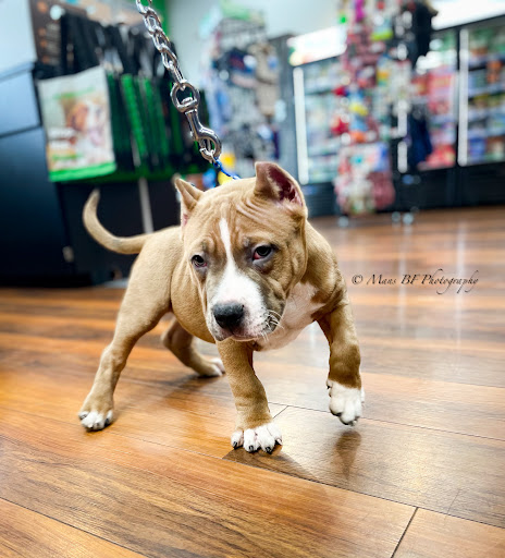 Pet Supplies Plus Etters - Thumbnail