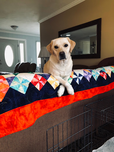 Bingo's Barkery & Pampered Pups Salon LLC - Thumbnail