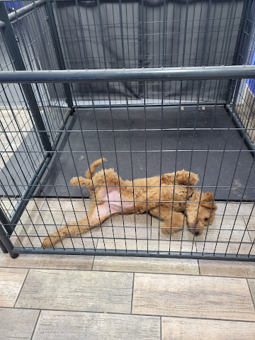 Vitality Health Pets Dog Daycare Astoria by null