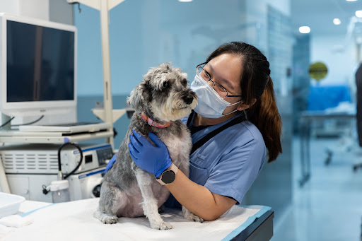 Veterinary Emergency and Specialty - VES Hospital @ Whitley Gallery - Singapore