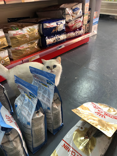 PETS RAW - Visual