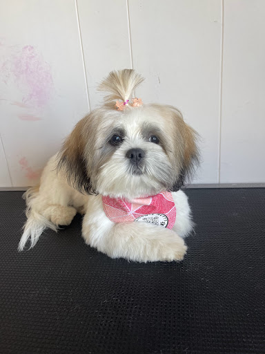Meadow's Mutts - Visual