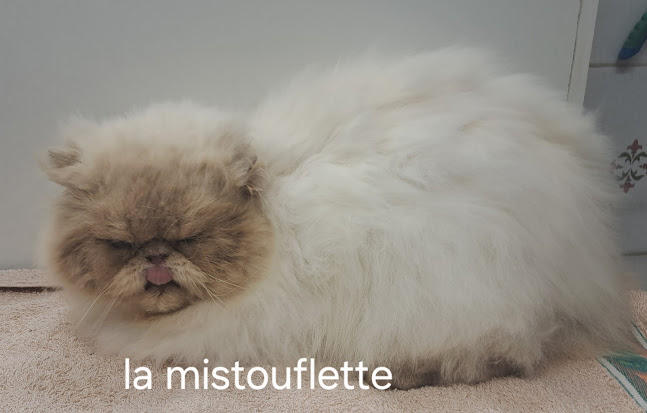 La Mistouflette : Toilettage canin et félin - Dresseur pour chiens