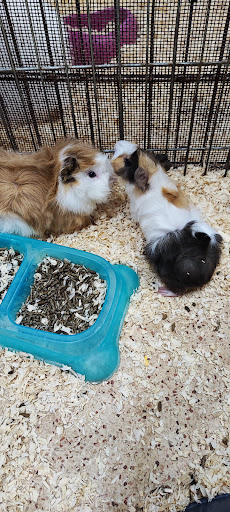 animal vip Racalmuto - Thumbnail
