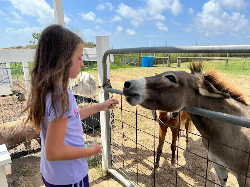 M.O.M.S Petting Zoo - Thumbnail