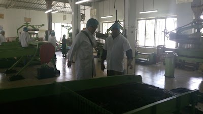 Photos of Noori Tea Factory