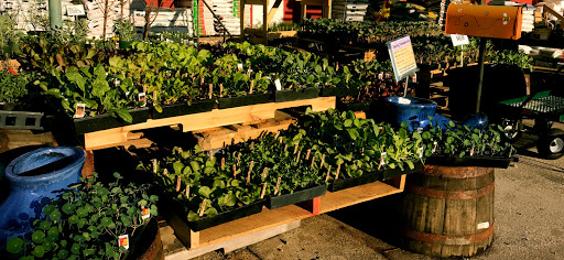Country Farm & Home - Thumbnail