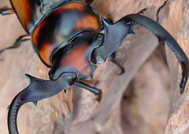 BÖCEK_Cİ fethiye ilaçlama