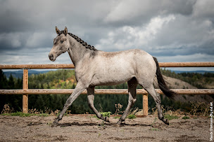 Photo n°9 de Haras du Mezenc - Elevage Mezenc Lusitaniens à Borée (Éleveur de chevaux)