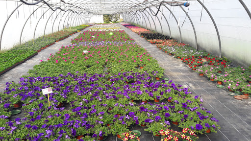 Délez Fleurs - Visual